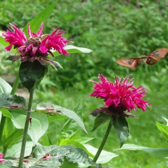 Not for sale - Picture 1 of 2